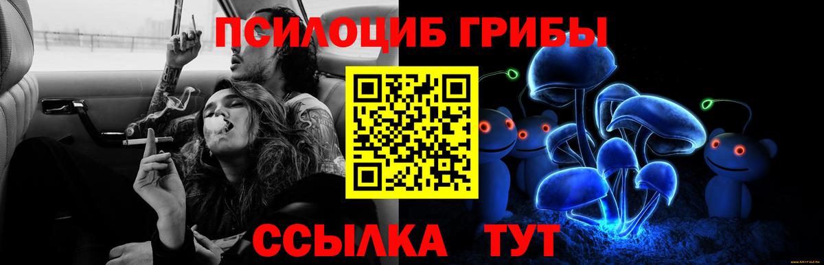 Галлюциногенные грибы Psilocybe Гурьевск